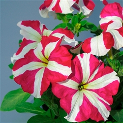 Petunia Tango Rose Star Pellet