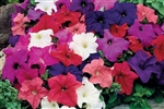 Petunia Limbo Mix Pellets