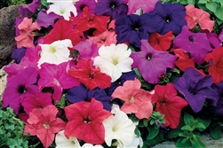 Petunia Limbo Mix Pellets