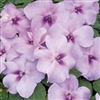 Impatiens Xtreme Lavender