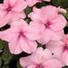 Impatiens Xtreme Pink