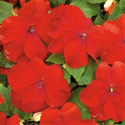 Impatiens Xtreme Red