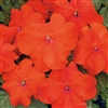 Impatiens Xtreme Scarlet