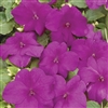 Impatiens Xtreme Violet