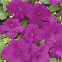 Impatiens Xtreme Violet