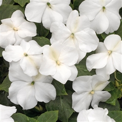 Impatiens Xtreme White