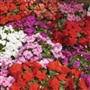 Impatiens Xtreme Mix