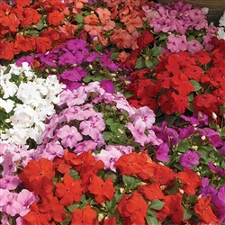 Impatiens Xtreme Mix