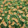 Zinnia Profusion Apricot