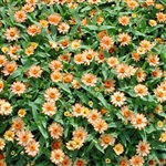 Zinnia Profusion Apricot