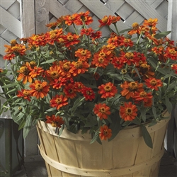 Zinnia Profusion Fire