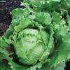 Lettuce Great Lakes Imp Pellet