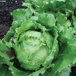 Lettuce Great Lakes Imp Pellet