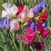 Sweet Pea Mammoth Mix