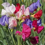 Sweet Pea Mammoth Mix