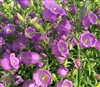 Campanula Big Ben Lavender Pellets