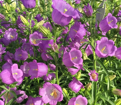 Campanula Big Ben Lavender Pellets