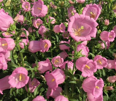 Campanula Big Ben Rose Pellets