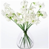 Sweet Pea Mammoth White