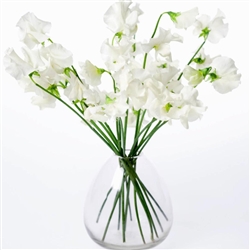 Sweet Pea Mammoth White