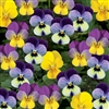 Viola Endurio Tricolour Mix_disc