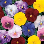 Pansy Delta Monet Mix