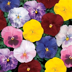 Pansy Delta Monet Mix