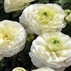 Ranunculus Mache White Pellets