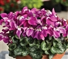 Cyclamen Umbrella Purple