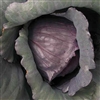 Cabbage Red Acre OP