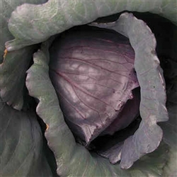 Cabbage Red Acre OP