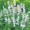 Salvia Evolution White
