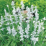 Salvia Evolution White