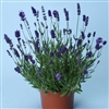 Lavender Ellagance Purple