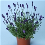 Lavender Ellagance Purple