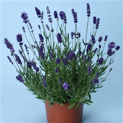 Lavender Ellagance Purple