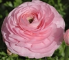 Ranunculus Highline Pink