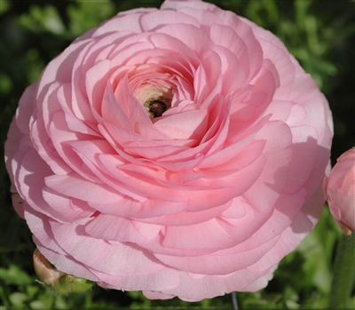 Ranunculus Highline Pink