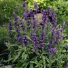 Salvia Evolution Blue