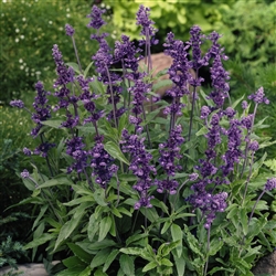 Salvia Evolution Blue