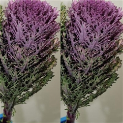 Kale Feather Pink