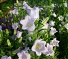 Campanula Champagne Lavender P