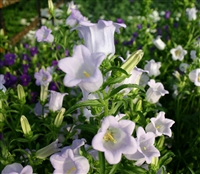 Campanula Champagne Lavender P