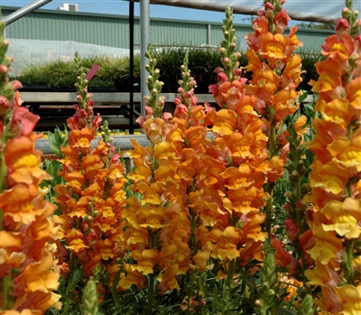 Antirrhinum Opus Early Bronze III/IV