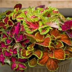 Coleus Fairways Spec Blend