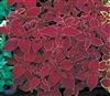 Coleus Fairways Red Velvet