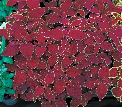 Coleus Fairways Red Velvet