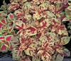 Coleus Fairways Mosaic