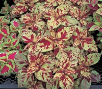 Coleus Fairways Mosaic