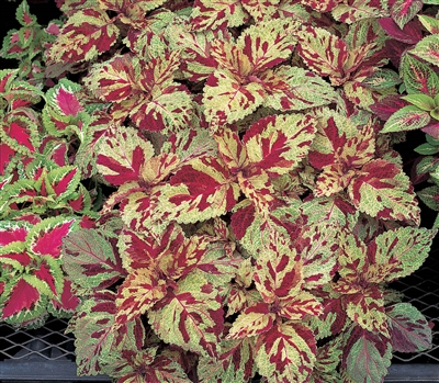 Coleus Fairways Mosaic